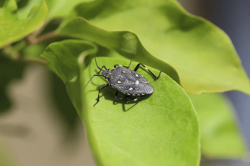 protect your home from stink bugs with protection from aaa exterminating