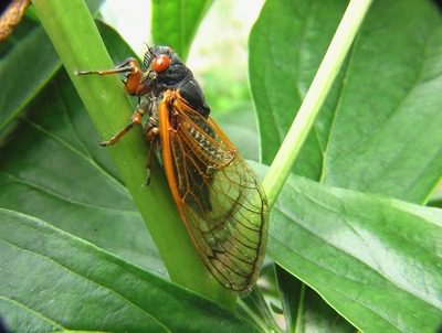 learn more the periodical cicada takeover