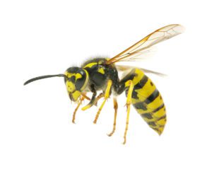 Yellowjacket safe removal service