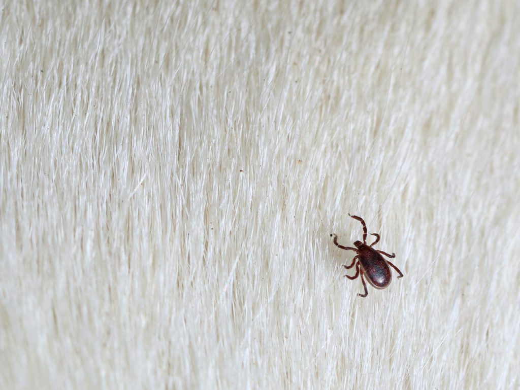 aaa exterminating provides pest flea control in indianapolis indiana