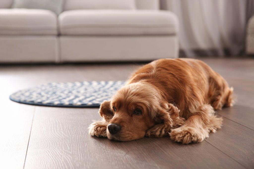 trust aaa exterminating a pest control company in indianapolis indiana to help keep your pets safe from fleas