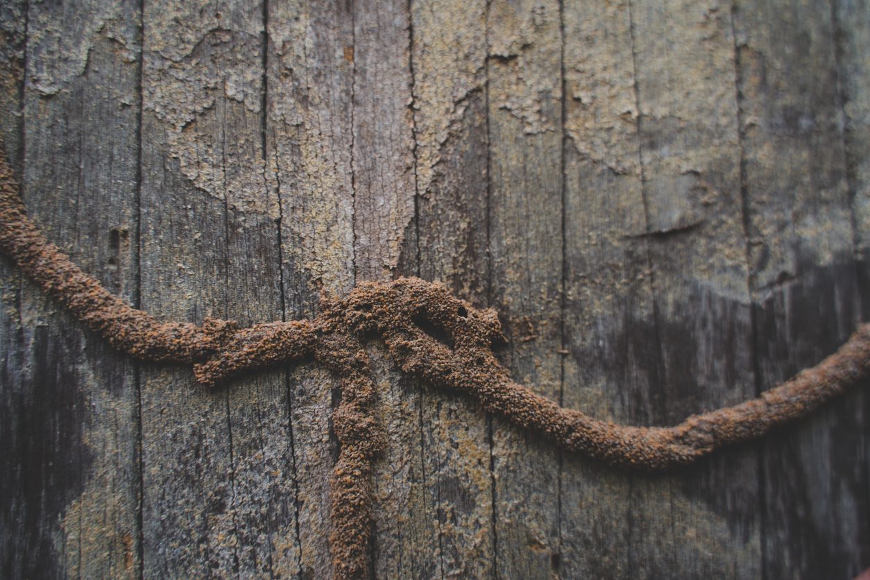 Spring Pest Control Termite Identification AAA Exterminating