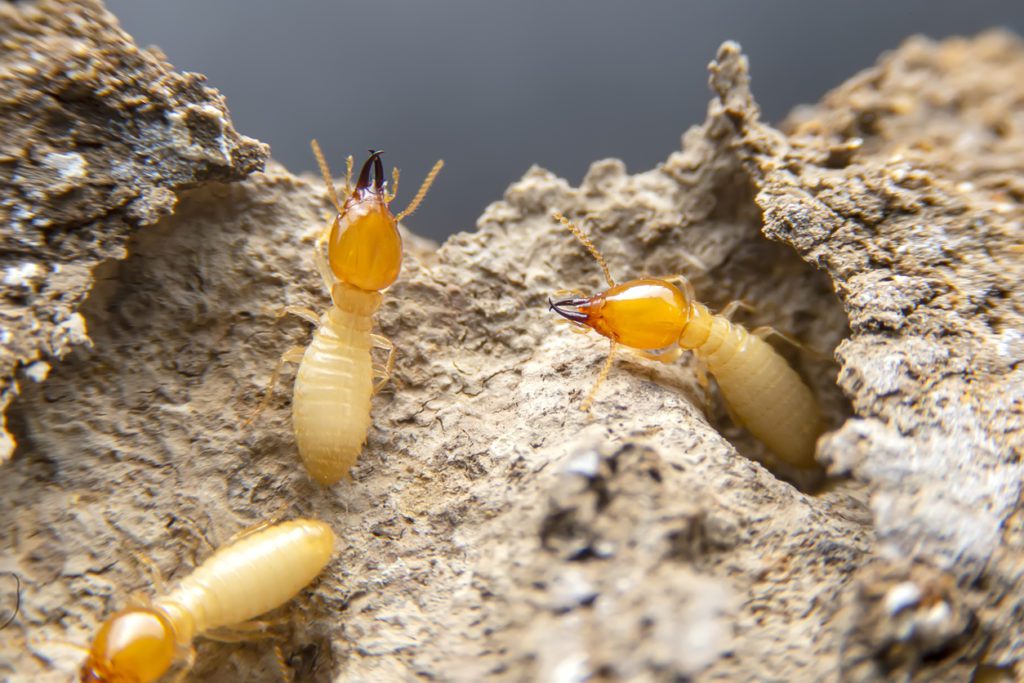 call aaa exterminating in indianapolis to rid your home of termites