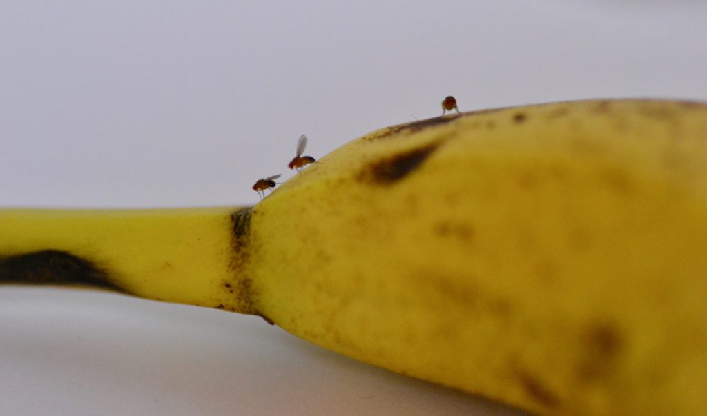 fruit flies are attracted to left out food in our kitchens