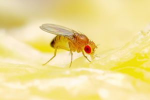 keep fruit flies out of your home with aaa exterminating