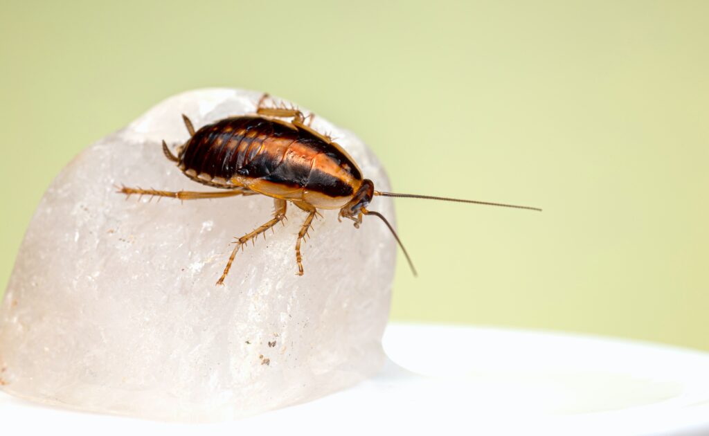 properly identifying pests in your home can lead to better extermination