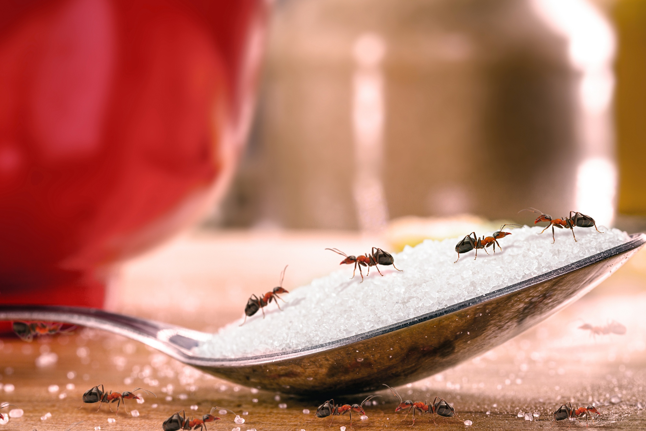 sweet ants eating sugar on spoon, insect problem and rpaga inside the kitchen sweet ants eating sugar on spoon, insect problem and rpaga inside the kitchen