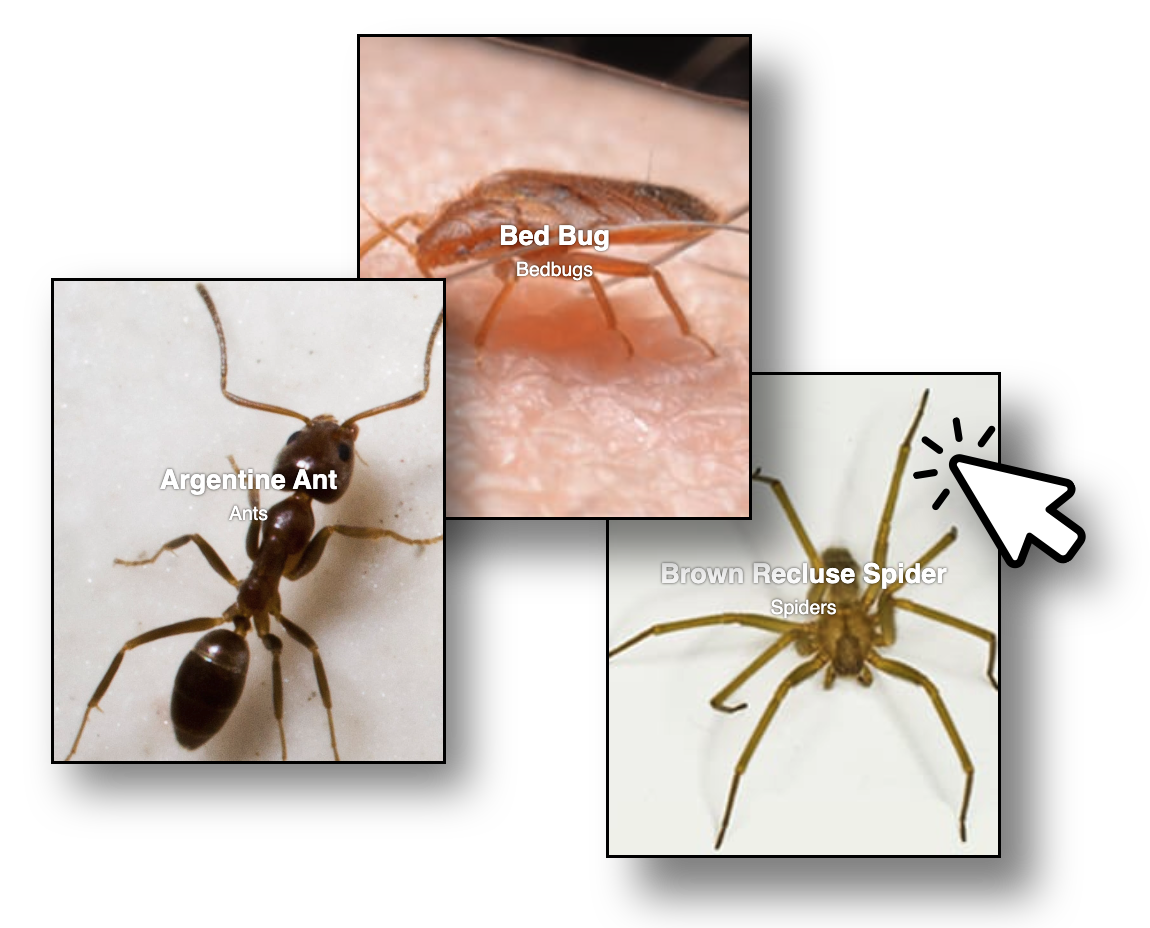 aaa-exterminating-noblesville-indiana-pest-library-image-2