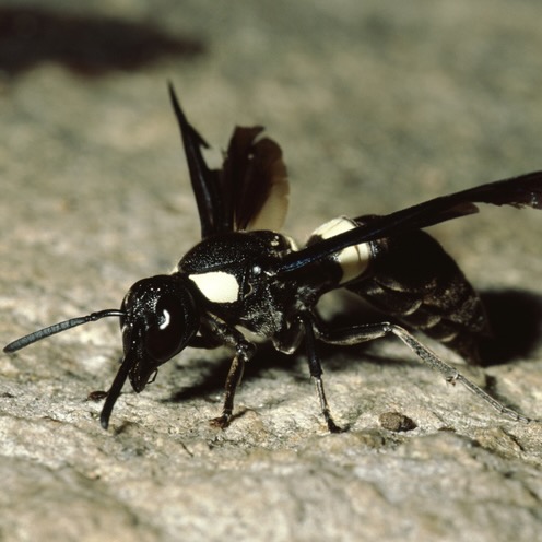 Bald Faced Hornet (Dolichovespula Maculata) CyberViewX v5.18.06
Model Code=71
F/W Version=1.16
