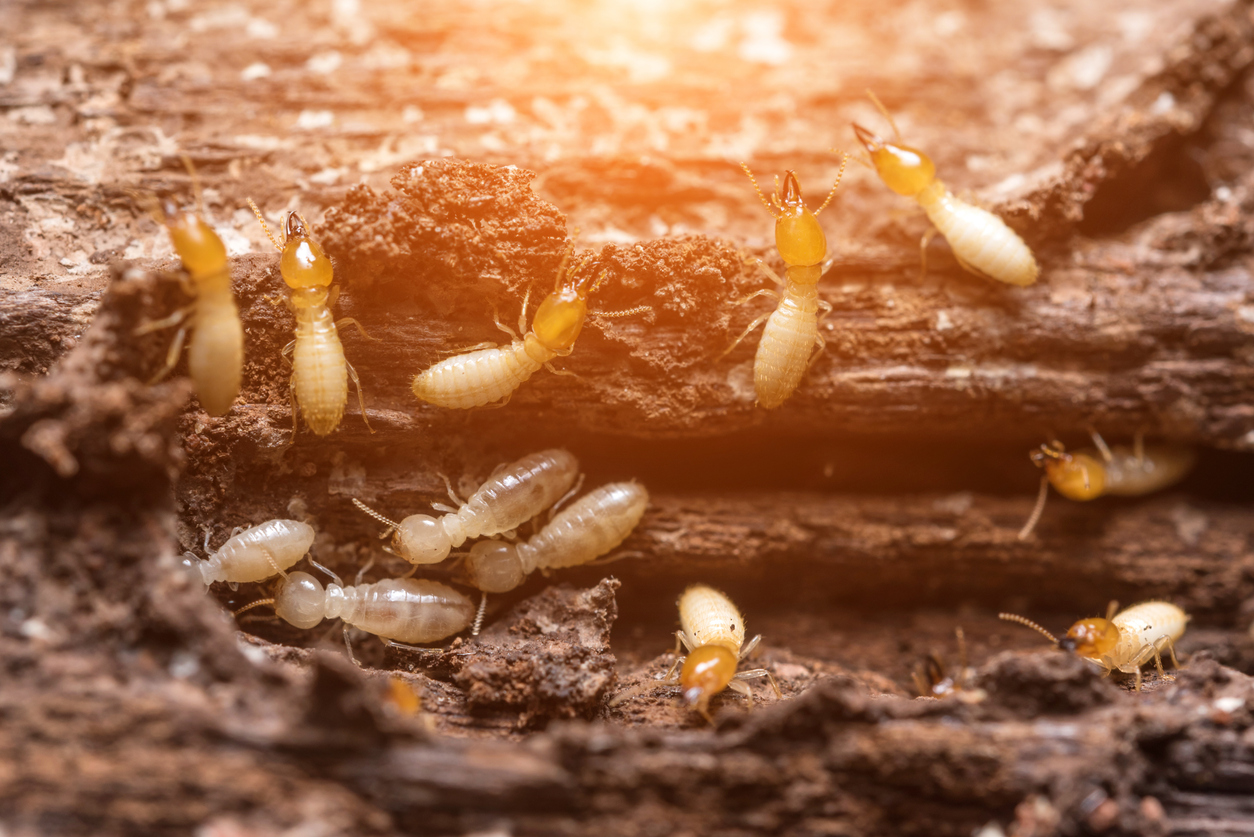 March 2026 Blog - Termite Season