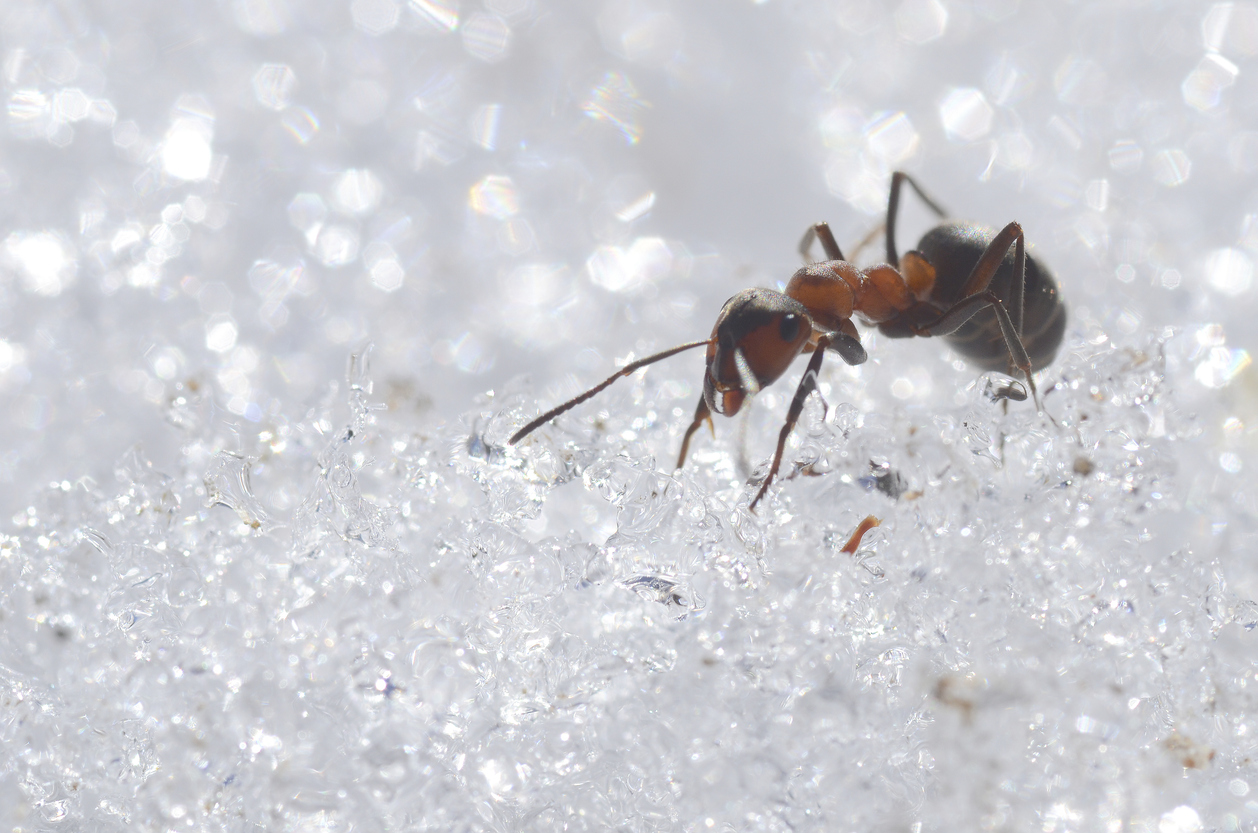 Jan 2026 Blog - ant on snow